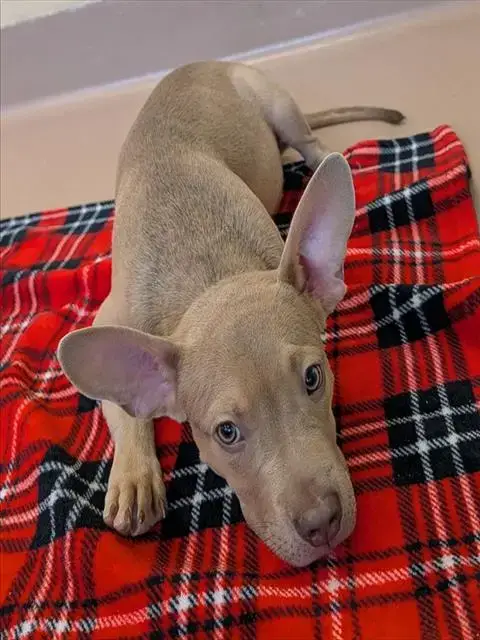Tater