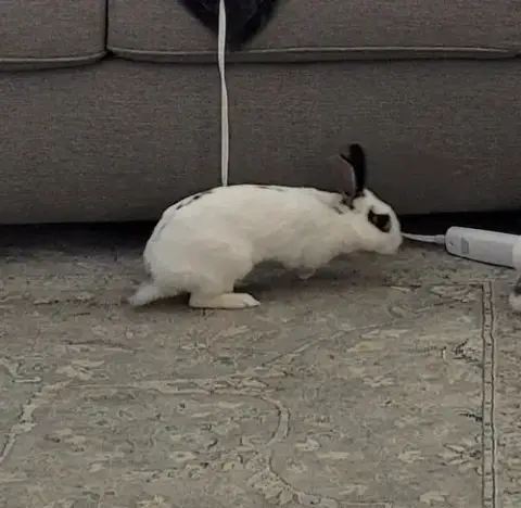 Poppy Rabbit photo 4