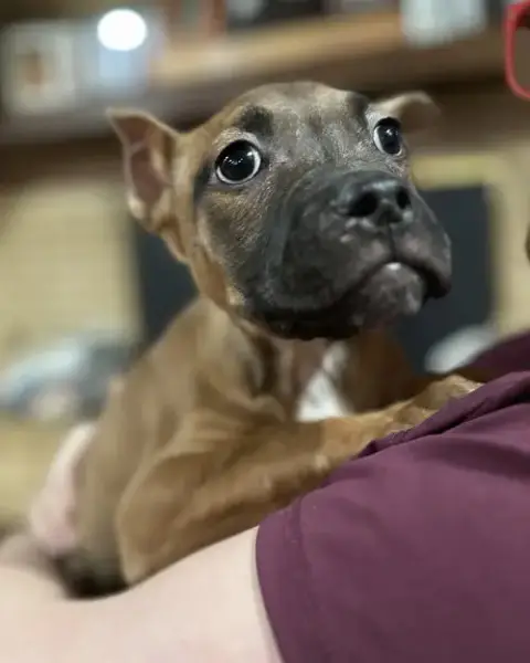 Fv Litter Lennox photo 5