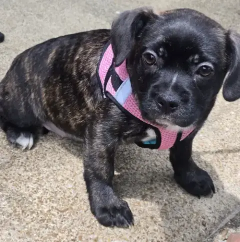Puppy Gidget photo 4