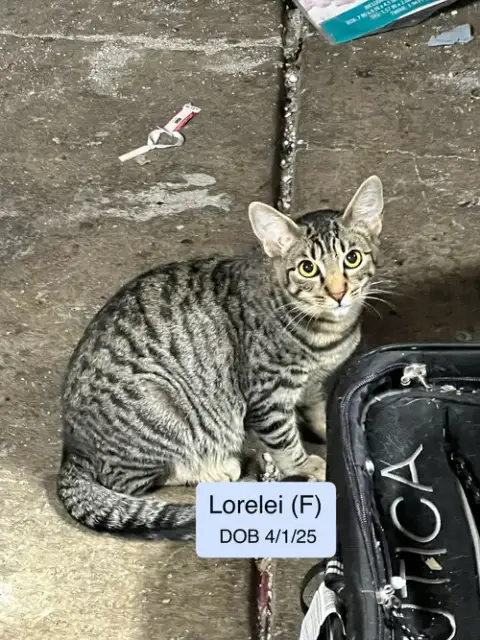 Lorelei