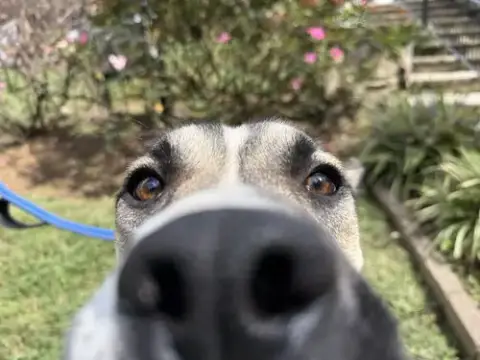Nitro photo 3