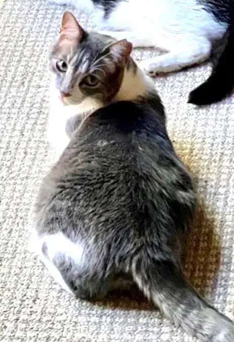Mousie photo 2