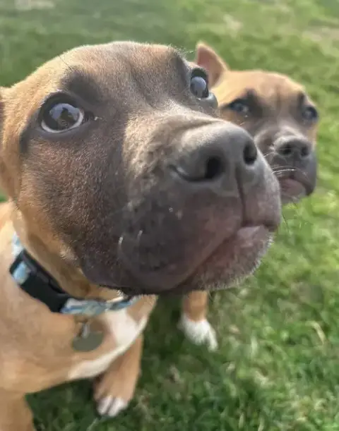 Fv Litter Lennox photo 2