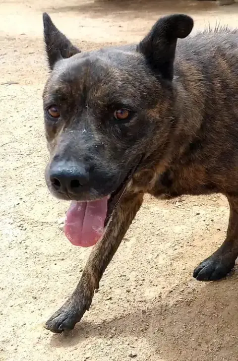 Reddy-In Foster Home photo 2