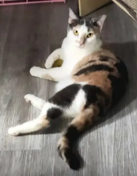 Lucy The Beautiful Dilute Calico photo 2