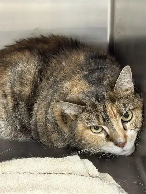 Kitty Cat