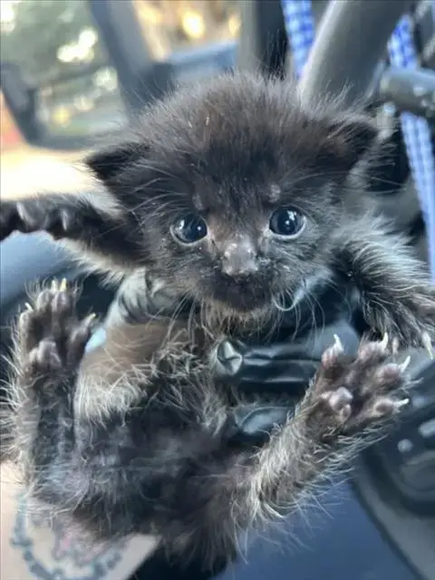 *Soot Sprite