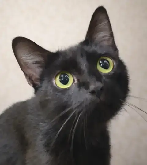 Sahara