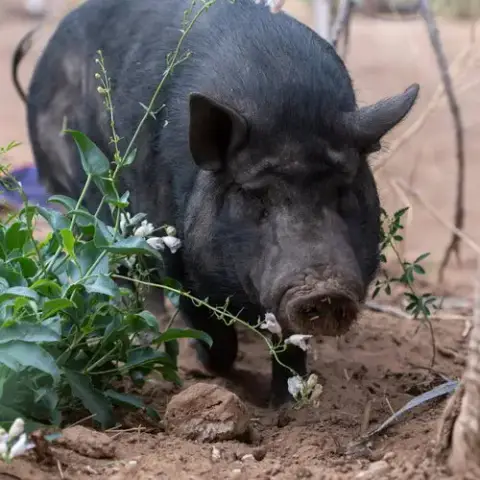 Petunia photo 2