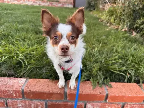 Gizmo photo 3