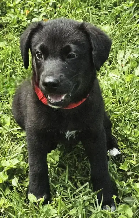 Puppy Frejo