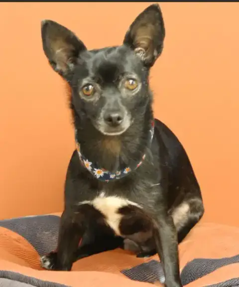 Basil In Tx