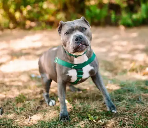Nala photo 2