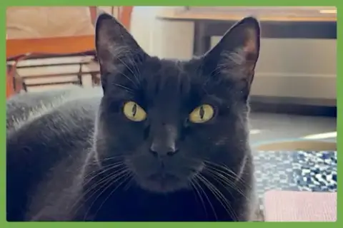 Sammie