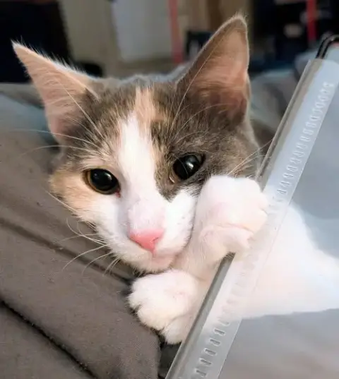 Pip photo 2
