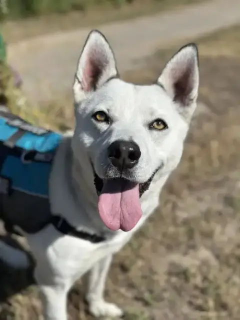 Meeka