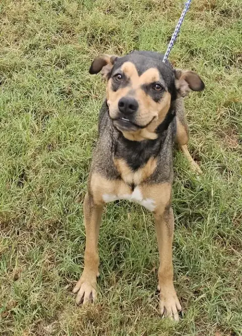 Nova
