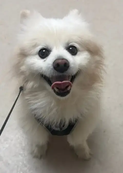 Milo Jr photo 3