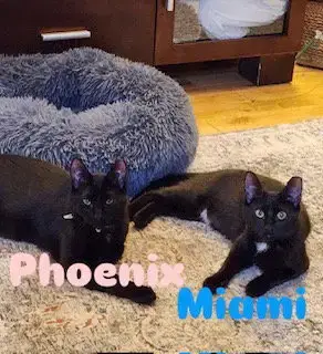 Miami photo 3