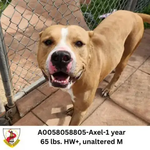 Axel
