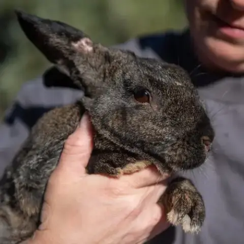 Felix photo 5