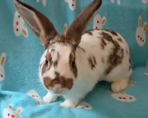 Honey Bun photo 2