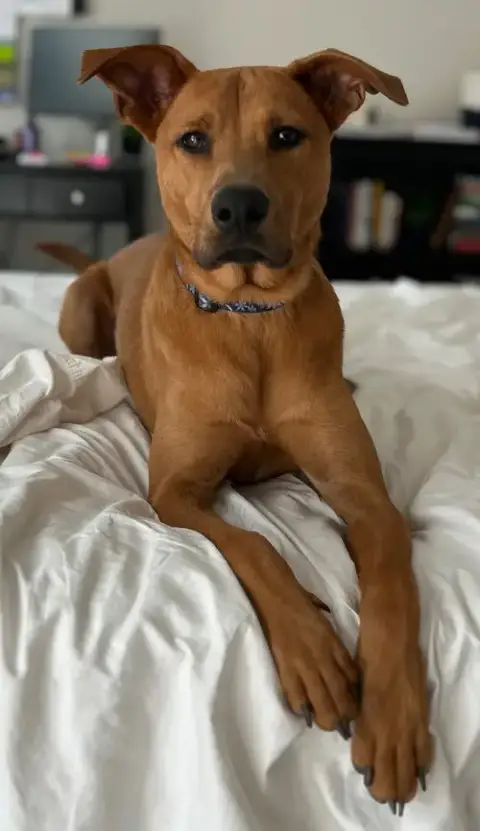 Jakobi