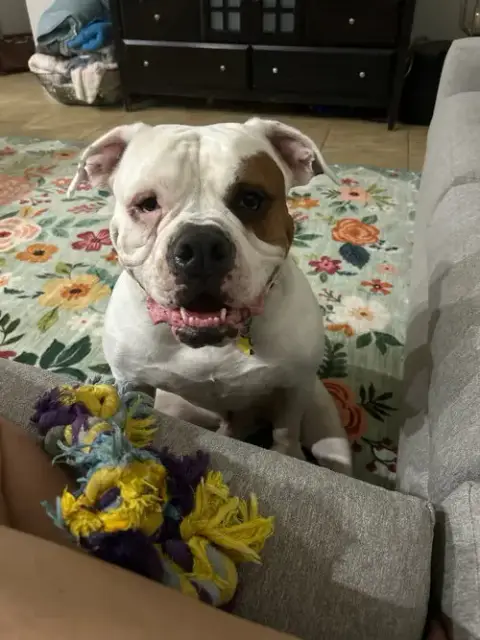 Boomer photo 4