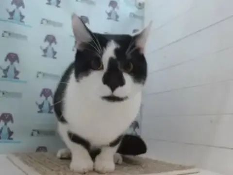 Dexter
