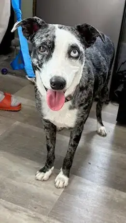 Whoopie