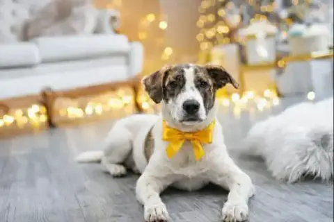 Bugsy photo 2