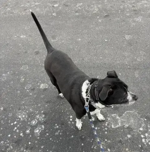 Zz Cora photo 2