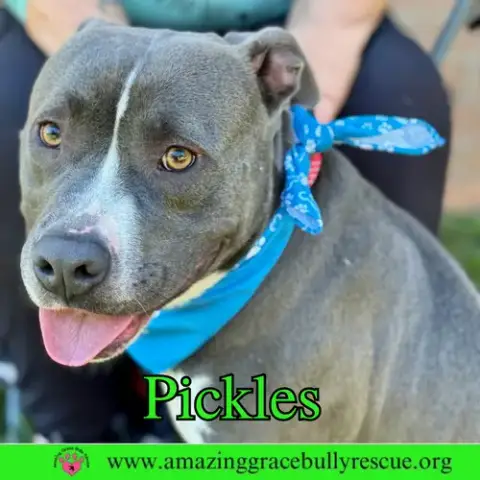 Pickles photo 4
