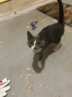Courtesy Post: Kitty Foo Foo