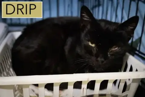 Drip: Medical Foster Requested photo 5