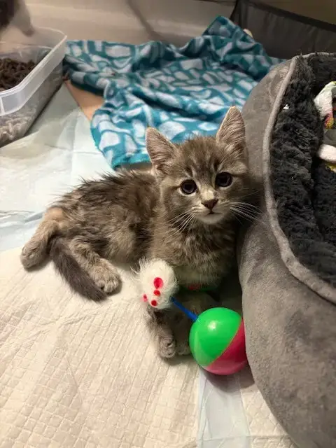 Buddy