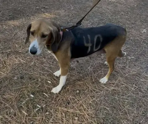 Dee *Adopt*