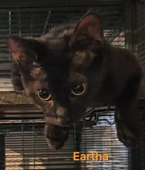 Eartha photo 5