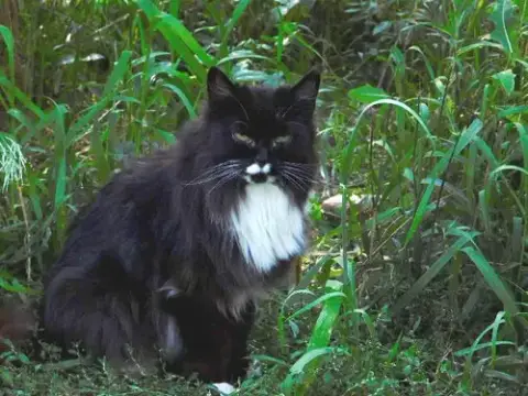 Barn Cats photo 2