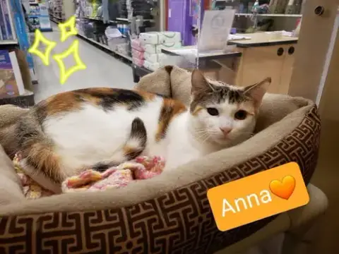Anna photo 3
