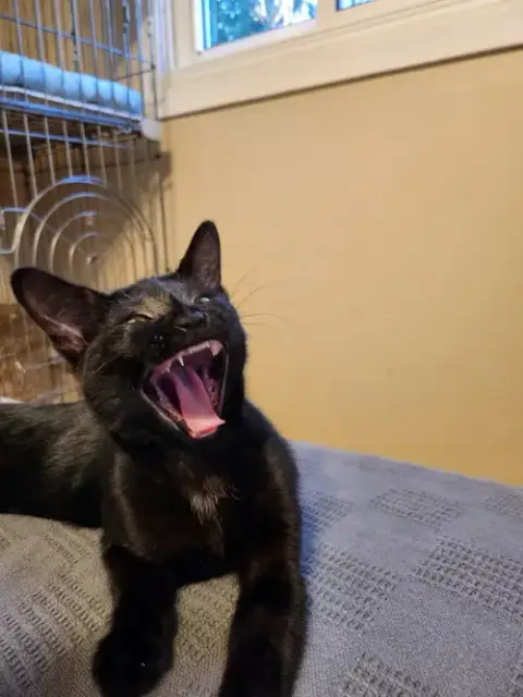 Jiji photo 3