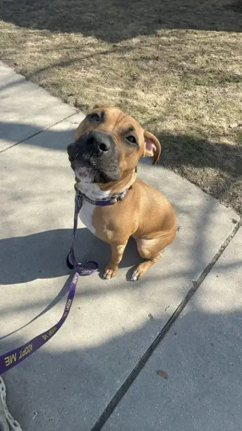 Rosie photo 3