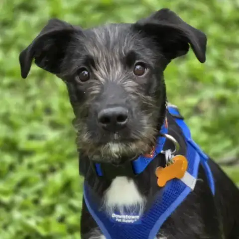 Sirius