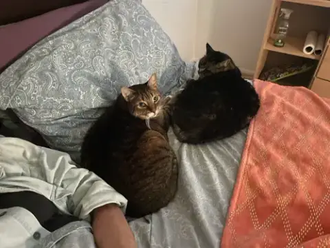 Zz