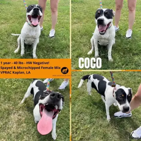 Coco photo 5