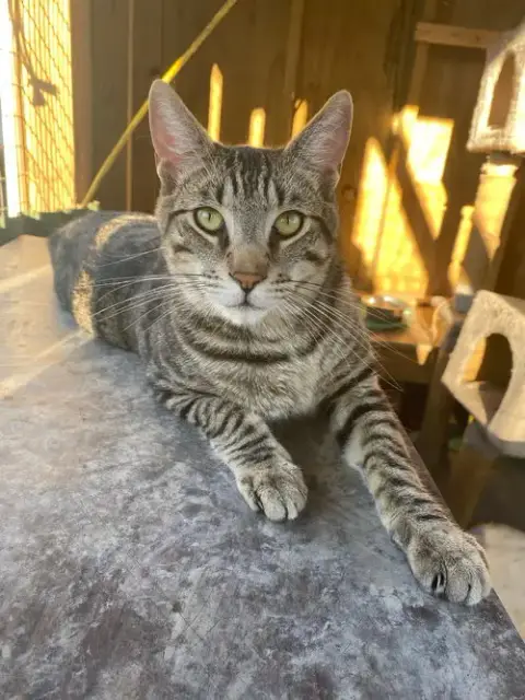 Abe