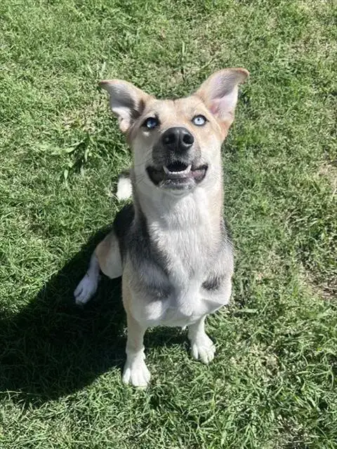 Saphie