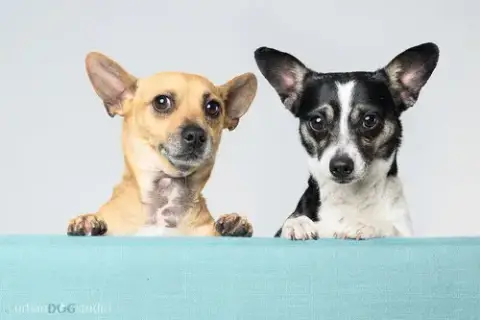 Bonded Pair photo 4