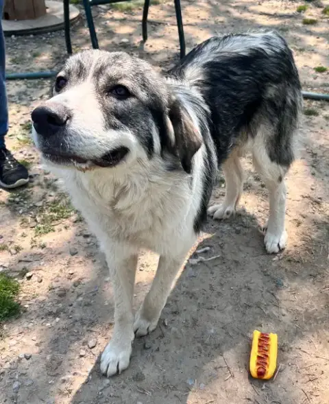 Sweet Girl
